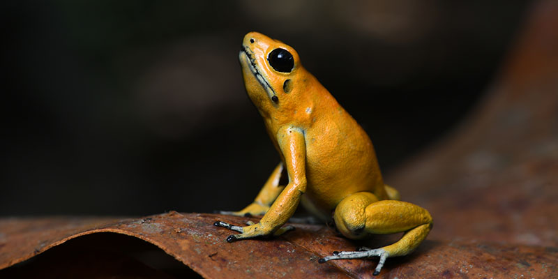 The Golden Poison Frog